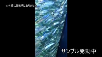 ねぇ し よ 動画